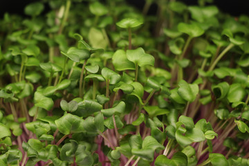 natural micro green plants food for diet and good nutrition