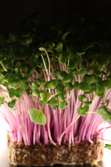 natural micro green plants food for diet and good nutrition