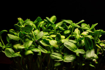 Obraz premium natural micro green plants food for diet and good nutrition
