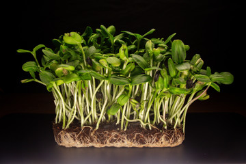 natural micro green plants food for diet and good nutrition