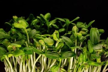 Fototapeta premium natural micro green plants food for diet and good nutrition