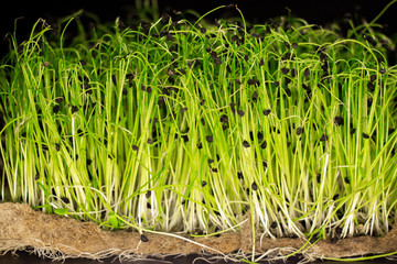 natural micro green plants food for diet and good nutrition