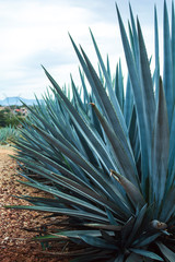Blue Agave