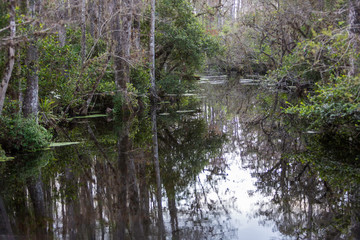 Creek in the Everglades