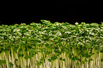 natural micro green plants food for diet and good nutrition