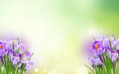 Keuken spatwand met foto Violet crocus flowers © neirfy
