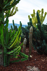 Desert Plants