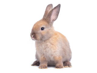 Brown cute rabbit sitting isolated on white background.