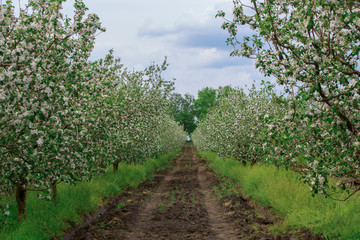 Fototapeta na wymiar blooming apple orchard in spring outdoors in the village. young apple trees planted and growing in rows in the garden outside the city . gardening. agronomy.