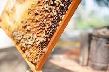 The beekeeper checks the hive. Looks at bees in the sun.