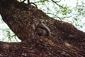 Squirrel on tree