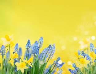 Spring bluebells and daffodils © neirfy