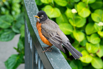 Robin on a Railing