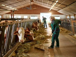 Female farmer working in cow house on a farm