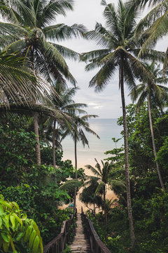 Path through palm tees towards Nai Thon Beach, Phuket, Thailand