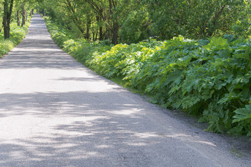 Thickets of poisonous cow parsnip Sosnowski at the edge of the road. Cow parsnip Sosnowski on the side of the road.