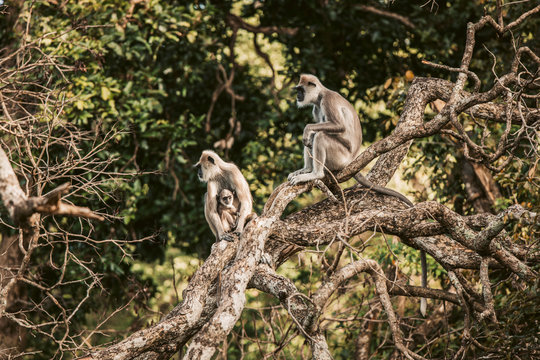 Sri Lanka, Sabaragamuwa Province, Udawalawe, Monkey family sitting together on tree branch