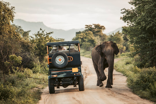 Fototapeta Sri Lanka, Sabaragamuwa Province, Udawalawe, Elephant walking past safari car in Udawalawe National Park