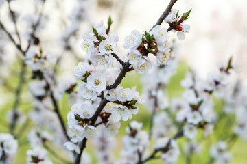 Blossoming cherry trees in spring. Sakura branches with sunlight. Nature background	