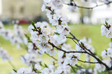 Blossoming cherry trees in spring. Sakura branches with sunlight. Nature background	