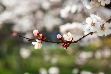 Blossoming cherry trees in spring. Sakura branches with sunlight. Nature background	