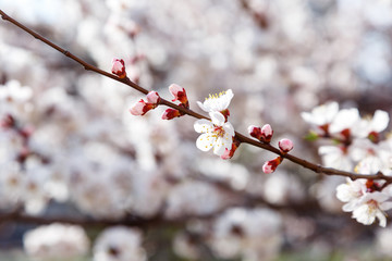 Blossoming cherry trees in spring. Sakura branches with sunlight. Nature background	