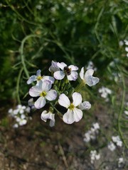white flowers in garden 