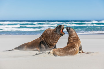 New Zealand, Dunedin, New Zealand sea lions (Phocarctos hookeri) mating on Allans Beach