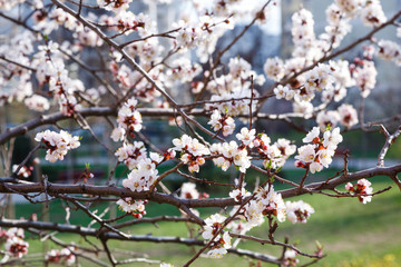 Blossoming cherry trees in spring. Sakura branches with sunlight. Nature background	