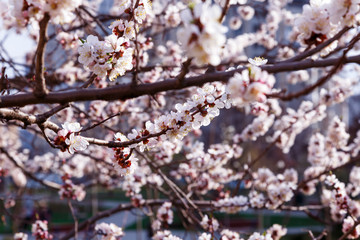 Blossoming cherry trees in spring. Sakura branches with sunlight. Nature background	