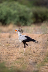 Secretarybird