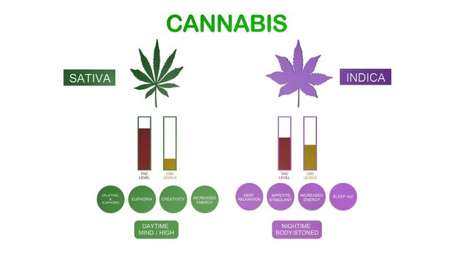 Сircuit of THC and СBD of medical cannabis