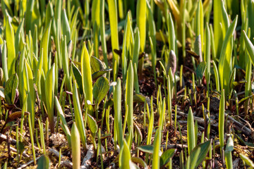 Close up of green plant sprouts on  brown field
