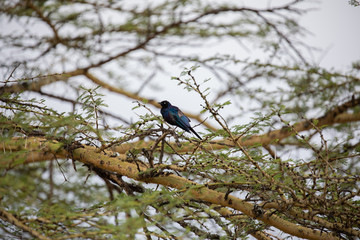 Rüppell's Starling