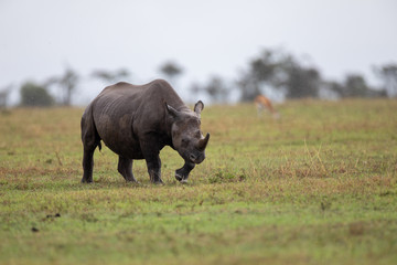 Obraz premium Rhinocéros noir, on a rainy day