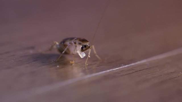 4k extreme close up little roach enjoy eating its food, small creature, bugs insect documentary, isolated, macro shot, brown wood floor, social study