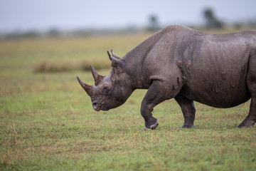 Rhinocéros noir, in the rain