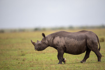 Fototapeta premium Rhinocéros noir, in the rain