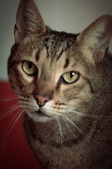 Tabby cat portrait. Beautiful green eyes Vertical orientation.