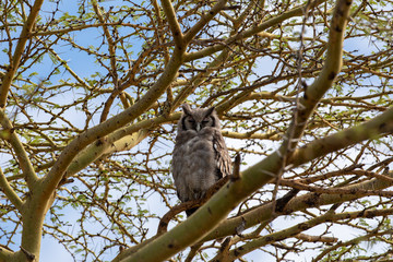 Grand-duc de Verreaux