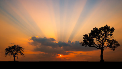 Fototapeta premium Amazing sunset and sunrise.Panorama silhouette tree in africa with sunset.Tree silhouetted against a setting sun.Dark tree on open field dramatic sunrise.Safari theme.Giraffes African.