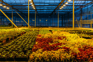 Colorful coleus plants growing in modern greenhouse in the evening at artificial light conditions