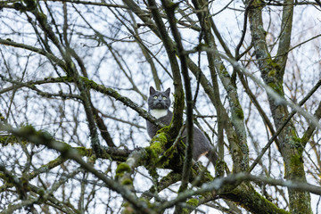 a domestic cat outsides in a winter tree