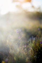 Many grass flowers in warm natural light, select focus, blur, natural bokeh.