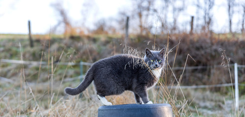 a domestic cat outsides panorama