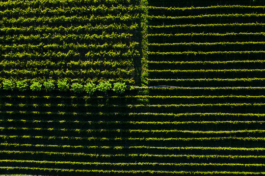 Foto de drone de detalhe de vinhedos em regi&atilde;o do vale dos vinhos em Garibaldi  