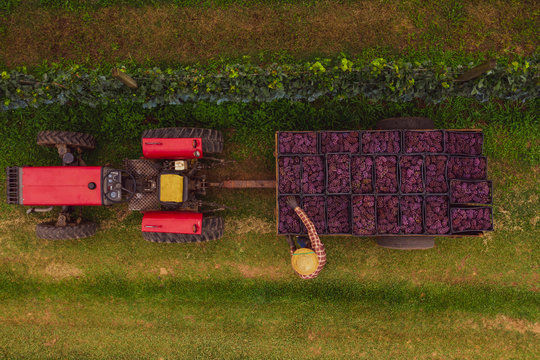  Produtor carrega trator com  uvas bord&ocirc; utilizada para produ&ccedil;&atilde;o de sucos de uva em propriedade rural familiar. 