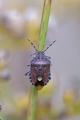 Dolycoris baccarum, the sloe bug, is a species of shield bug in the family Pentatomidae.