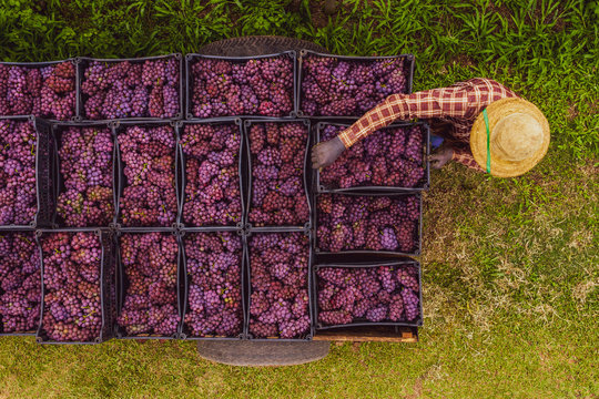  Produtor carrega trator com  uvas bord&ocirc; utilizada para produ&ccedil;&atilde;o de sucos de uva em propriedade rural familiar. 