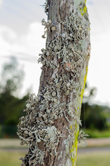 Lichen Growing On Post